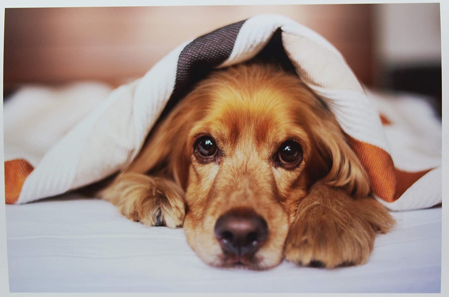 Inkjet Photo Paper Glossy 49lb. 180gsm 9.9mil 11 x 17" PPD-41