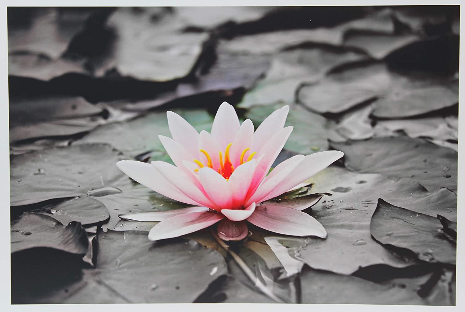 Inkjet Photo Paper Glossy 49lb. 180gsm 9.9mil 11 x 17" PPD-41