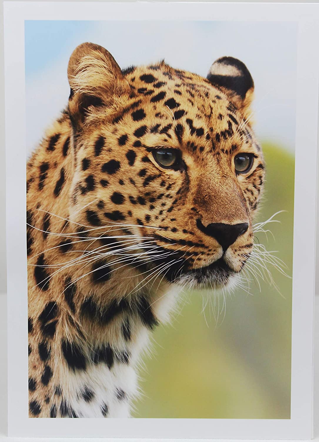 Inkjet Premium Photo Paper Glossy 68lbs. 255gsm 10.5mil 11 x 17'' PPD-16